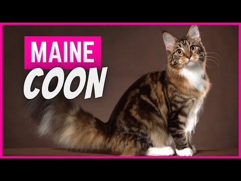Video: Nuestro Maine Coon Ragdoll: gatos de raza cruzada, Greebo y Dippy