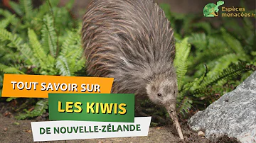 Pourquoi le kiwi est le symbole de la Nouvelle-Zélande ?