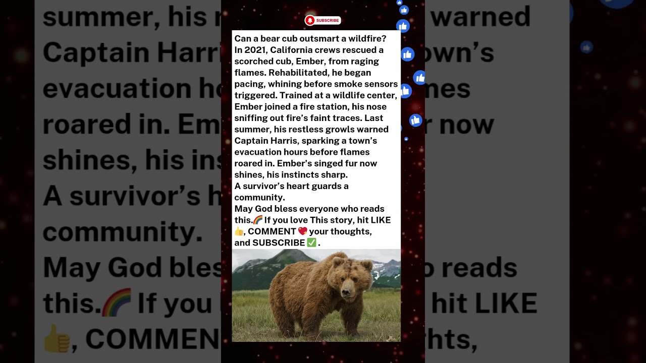 Bear Cub S Nose Stops Wildfire Disaster 