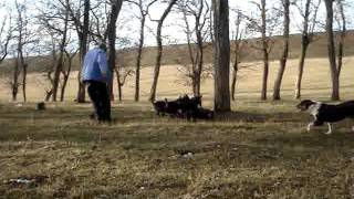 Jagdterrier Sagu Arad