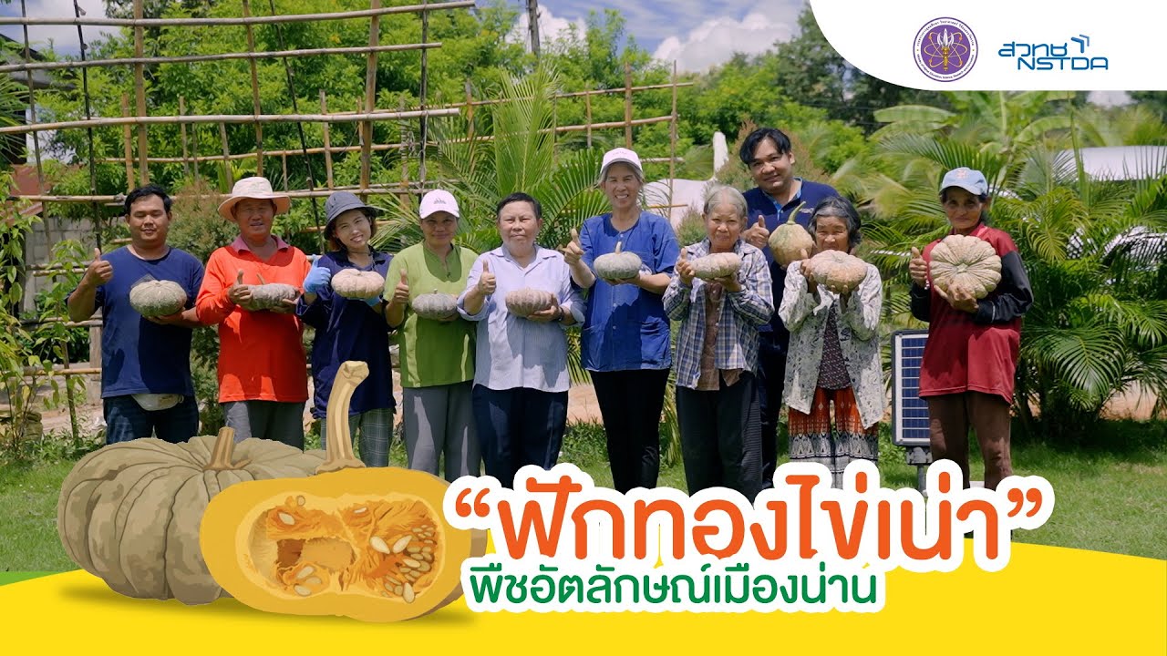 ฟักทองไข่เน่า พืชอัตลักษณ์เมืองน่าน