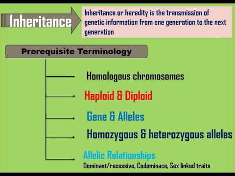 Inheritance, Homologous chromosomes, Gene, Alleles, Haploid, Diploid ...