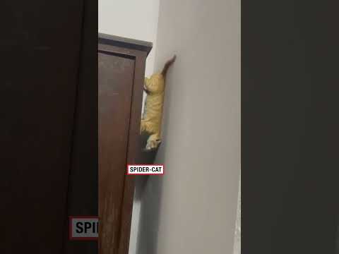 Spider-cat spider-cat does whatever a spider can 🤣 (🎥: Thi Meo via ViralHog)