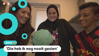 Download Lagu Tameem vindt een exotische spin in de broccoli MP3 Download Lagu Tameem vindt een exotische spin in de broccoli MP3
