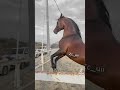 من اجمل المقاطع ساري خيل عربي اصيل اخيل وخياله خيول عربيه اصليه ساري الرابع خيل