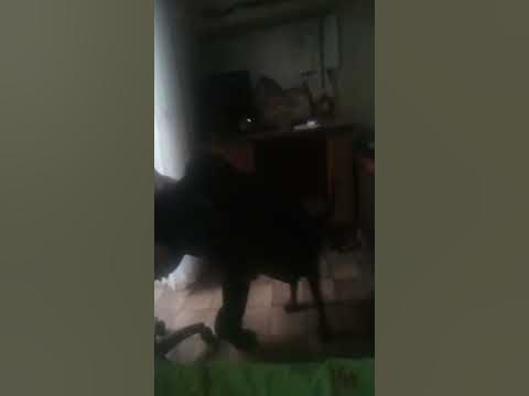 Собака трахает мою ногу - YouTube