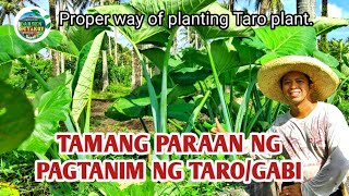 TARO\/GABI -TAMANG PARAAN NG PAGTANIM (Right way of planting Taro)