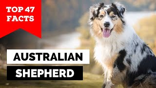 99% of Aussie Shepherd Owners Don't Know This
