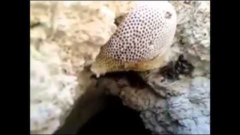 من آيات الله في خلقة.