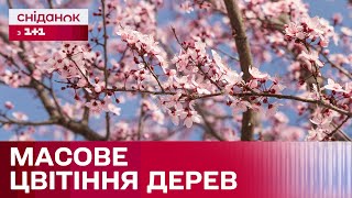 Квітне ВСЕ! Як одночасне цвітіння дерев вплине на врожай?