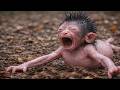 Watch This Cute Baby Monkey Live Daily – Amazing Joy &amp; Relaxation!
