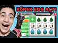 KÖPEK İLE TÜM YUMURTALARI AÇTIM !! Pet Egg Legendary Challenge !! ( Roblox Adopt Me )