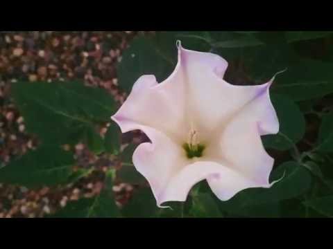 Blossoming Moon Flower #5 - Datura Stramonium (10x Timelapse)