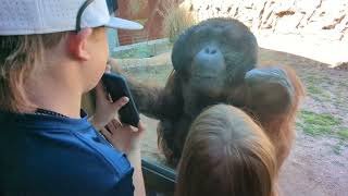 Dylan's friend. Orangutan at Phoenix Zoo March 2023