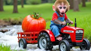 Monkey Nana drives the tractor and sets a clever trap , successfully catching the wood thief