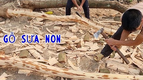 Những Cây Gỗ Sưa Còn Non Đã Bị Chặt Hạ Lấy Lõi Xuất Khẩu Đi Trung Quốc - Tại Sao Phải Bán Non Vậy