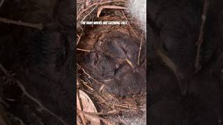 #birds #nature #bird #birdwatching #birdlovers #wildlife #birdsounds #birdsong #birdfeeder