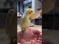 まろルクチャンネル｜オカメインコ “ まろ ” の日常。｜2025.05.16｜Shot On Apple iPhone 15 Pro Max｜#shorts