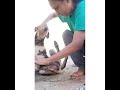 8 DOG SKIN DISEASE TREATMENT