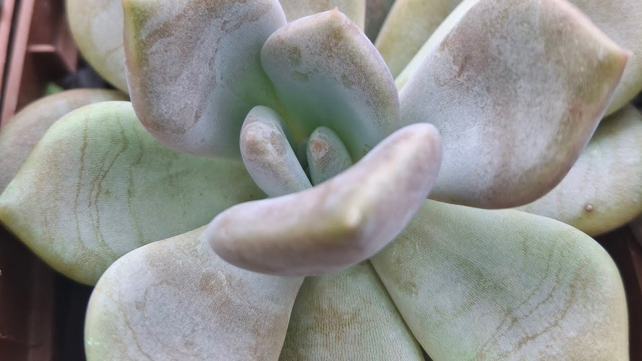 Suculenta robustas muito lindas