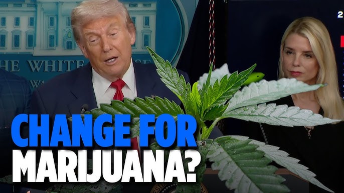 Trump Considers Reclassification of Marijuana as a Lower Risk Drug