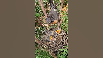 American Robin Nest | Journey from Building Nest to Chirping Nestlings