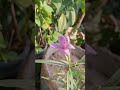 Flower #Flower #phuldiha #nature #natural #viral #flowergarden #gardenflower