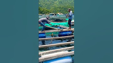 Câu Cá Biển- Lụm Hàng Mó Khủng - Cảng Vũng Rô