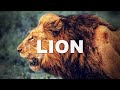 LION  🙌 ELEVATION WORSHIP | Instrumental with LYRICS