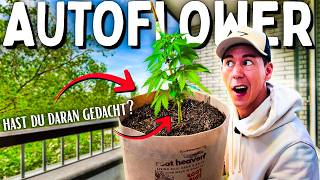Autoflower im Garten: 5 Regeln für deutsches Klima!