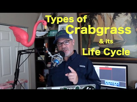 วีดีโอ: Crabgrass ประเภทต่างๆ - Crabgrass มีกี่ประเภท