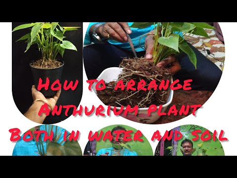 Comment organiser plante anthurium dans l'eau et le sol
