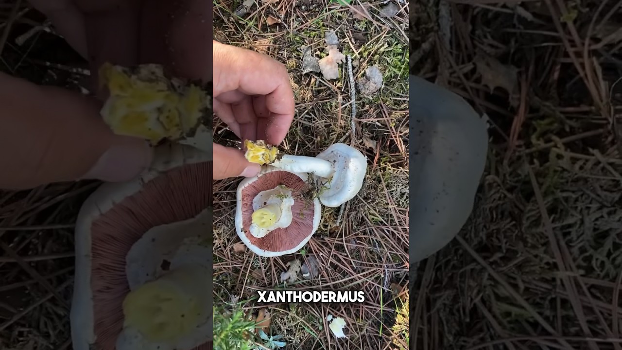 No cojais esta seta! Agaricus Xanthodermus el champiñón tóxico Como diferenciar un champiñón #shorts