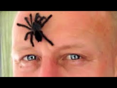 TARANTULA ON MY FACE