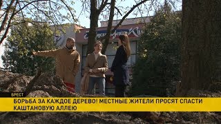 Брестчане просят спасти каштановую аллею в центре города Брестчане просят спасти каштановую аллею в центре города
