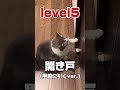 いろんなとこを開けてしまう猫