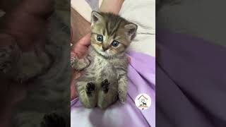 AWWW, Cuteness Overloaded! So Cute & Adorable Kitty Cats Videos  EPS693