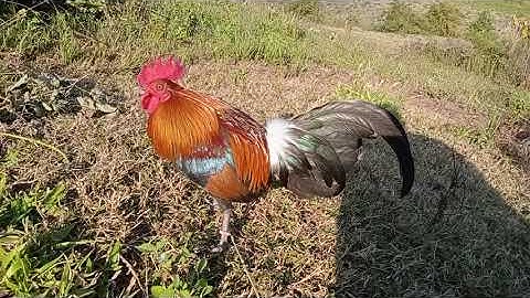 qaib dib txuam qaib qus tom3 quas zoo tiag tiag2022(1)