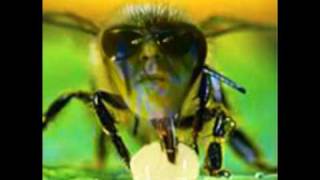 the brian jonestown massacre - nailing honey to the bee (live wfmu)