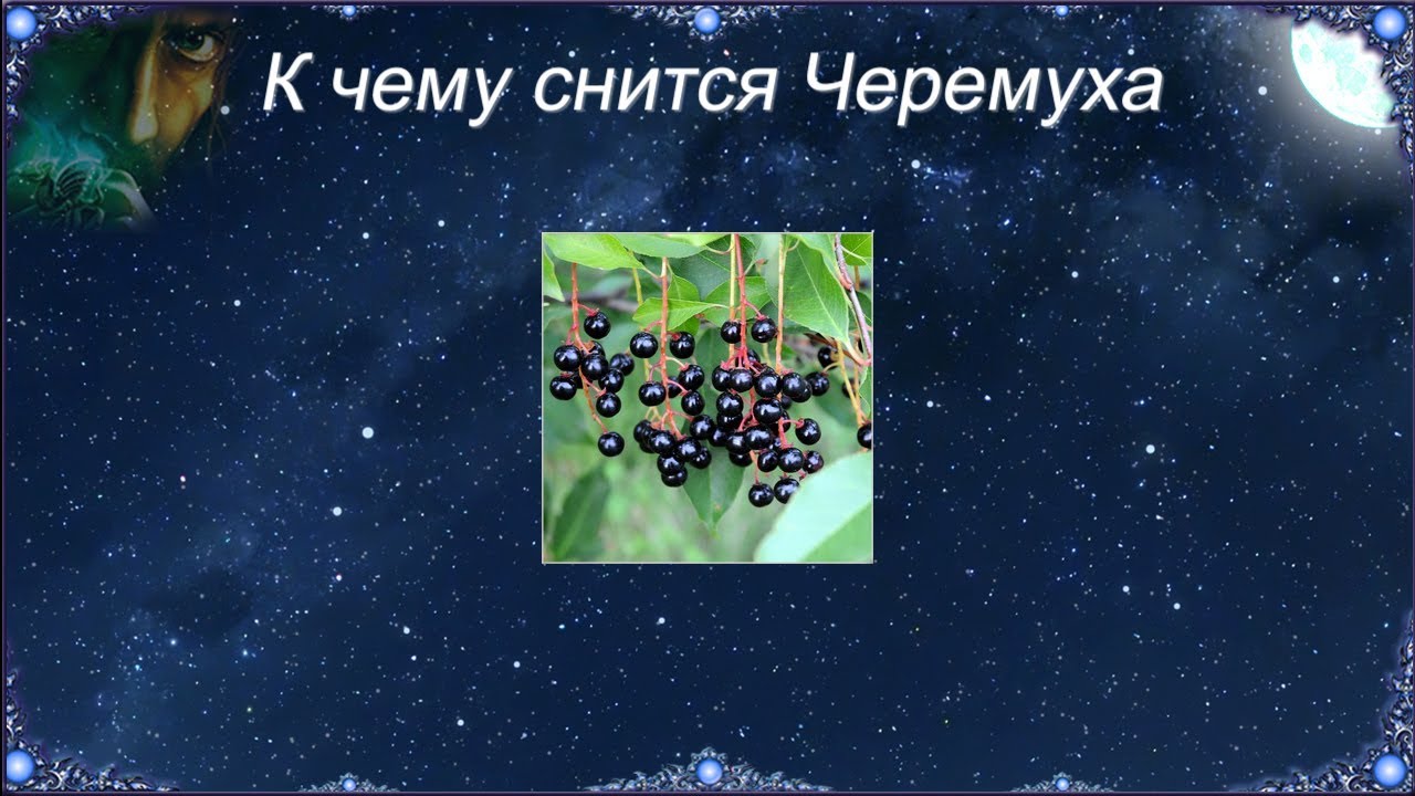 К чему снится Черемуха (Сонник)