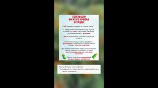 Секреты ухода за огурцами для богатого урожая