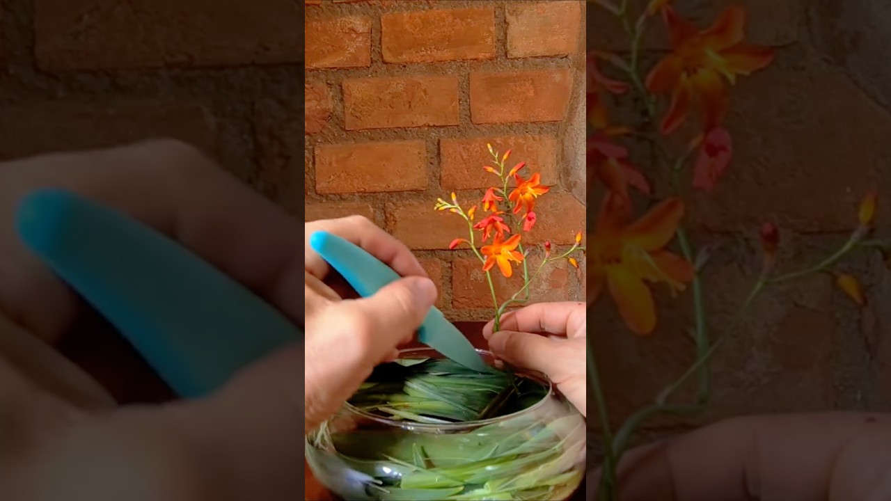 Original Title & Thumbnail