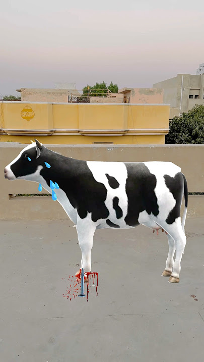 Cute Cow Crying 😭❤️|