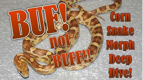 CAUGHT in the BUF!! Buf Corn Snake Morph Deep Dive!