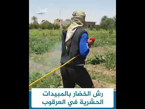 رش الخضار بالمبيدات الحشرية في قرية العرقوب بريف ديرالزور الشرقي