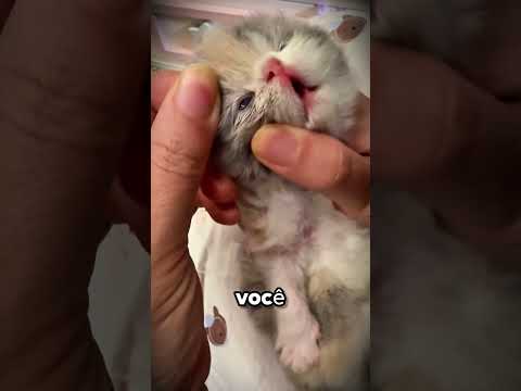 Nunca Faça Isso Com Um Filhote de Gato