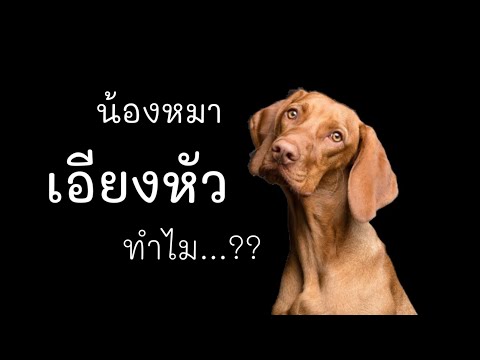 วีดีโอ: ลุ้น Dog Park Makeover ในระหว่างการประกวด 