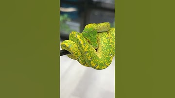 Up close! #reptiles #snakes #gtp #colors