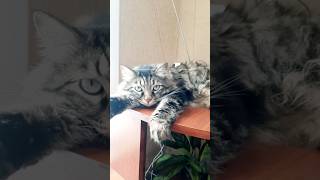 суббота каждый день😸#кот #котики #shortcats #cat #shots #shortcatsvideos #shortvideo