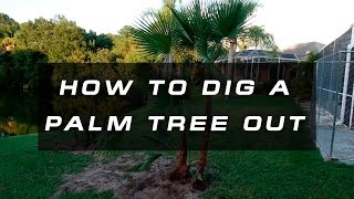 How to Dig Up a Small Palm Tree  